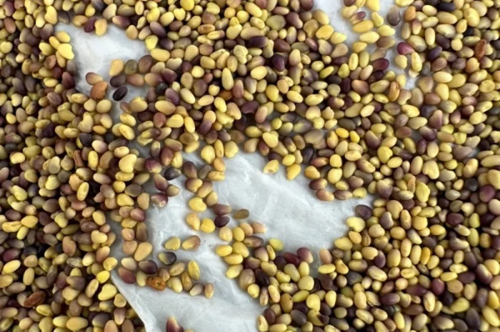 Продаж оптом насіння конюшини- фото № 1