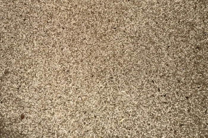 Продам оптом насіння тимофіївки- фото № 1