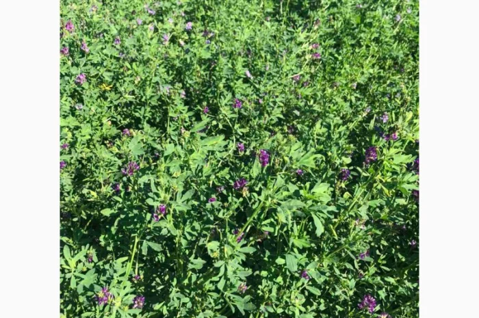 Господарство виробник реалізує НАСІННЯ ЛЮЦЕРНИ посівної- фото № 1