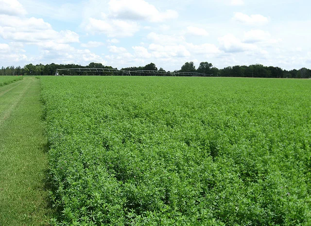 Господарство виробник реалізує НАСІННЯ ЛЮЦЕРНИ посівної- фото № 2