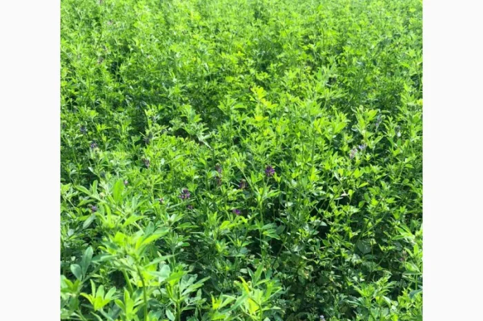 Господарство виробник реалізує НАСІННЯ ЛЮЦЕРНИ посівної- фото № 3