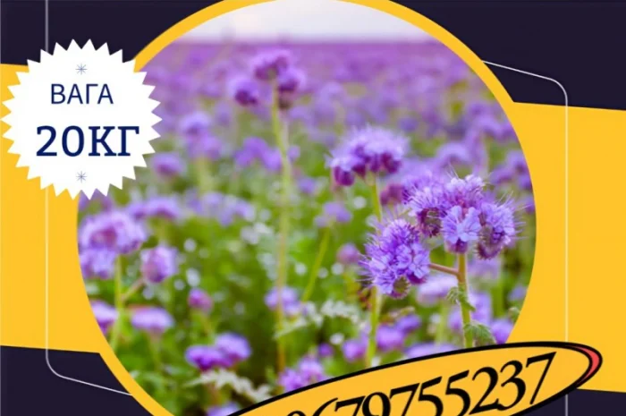 Насіння Фацелії (20кг)- фото № 1