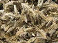 Продам насіння крутая (головатень)- фото № 1