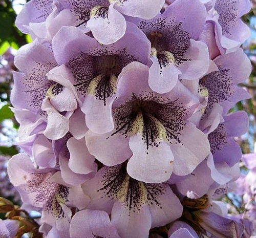 Саджанці павловнії Декоративна- фото № 1