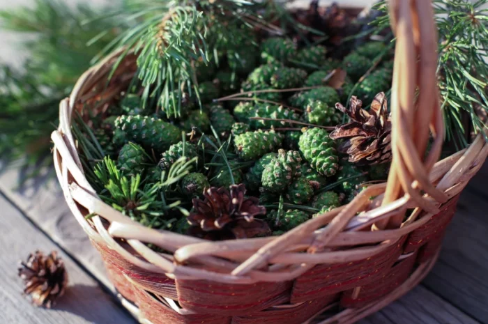 Продам шишка сосни- фото № 1