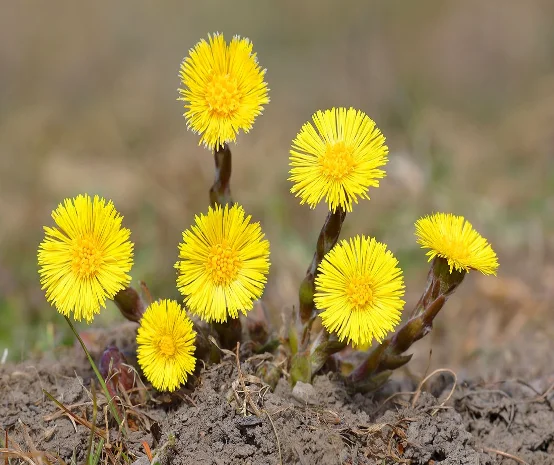 Купуємо цвіт підбілу звичайного (мати-й-мачухи)- фото № 1