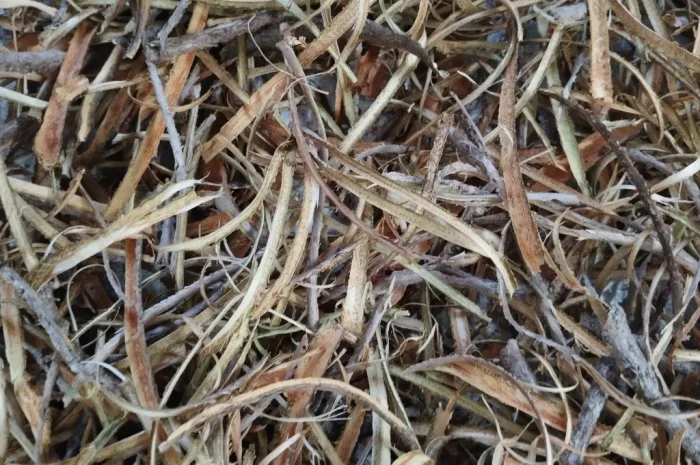 Продам кору калини- фото № 1