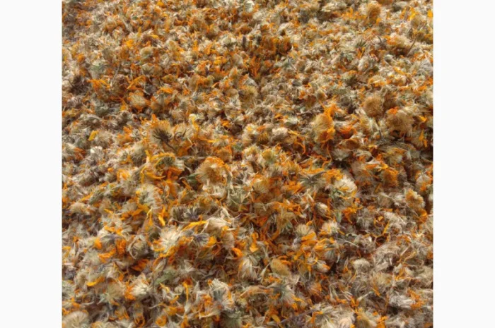 Арніка гірська лікарські трави- фото № 1