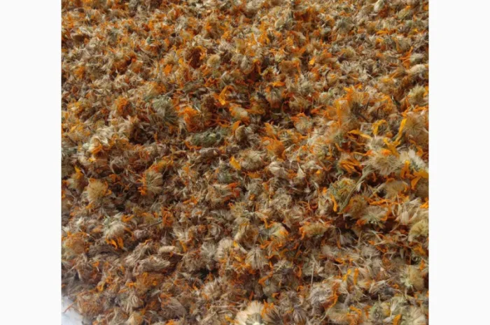 Арніка гірська лікарські трави- фото № 2