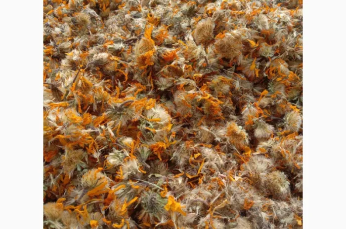 Арніка гірська лікарські трави- фото № 3