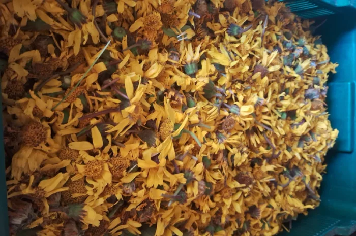 Арніка гірська лікарські трави- фото № 4