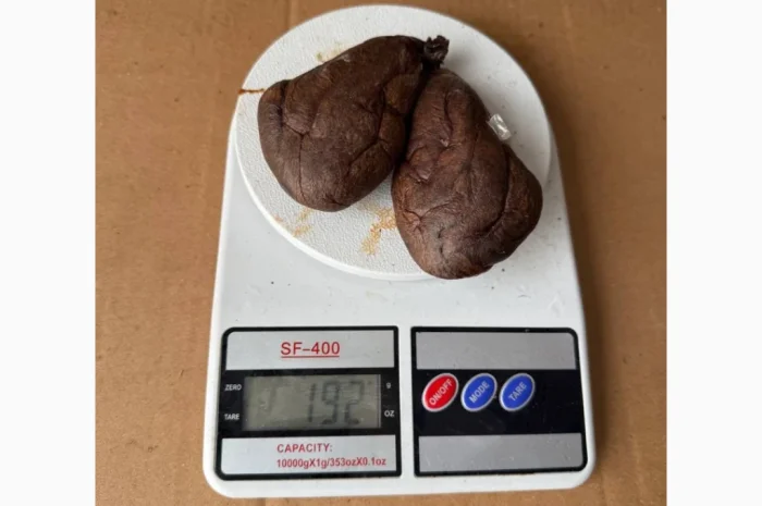 Струя боброва настойка кастореум струя бобровая- фото № 1