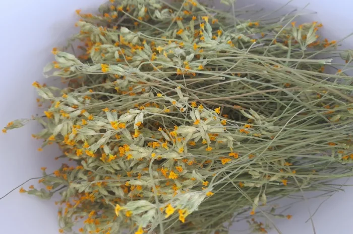 Першоцвіт весняний- фото № 1