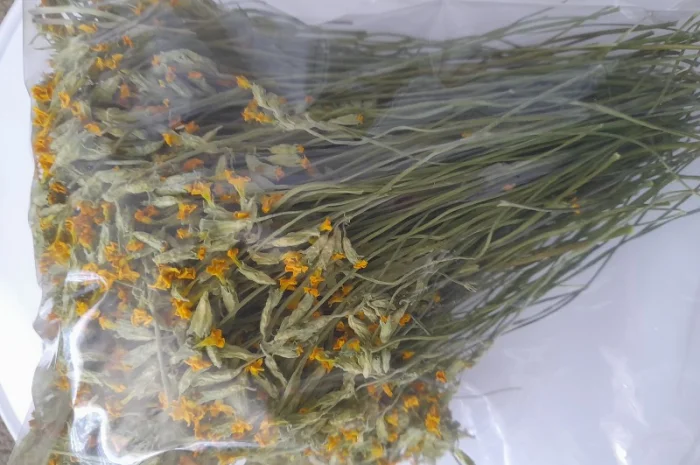 Першоцвіт весняний- фото № 2