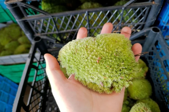 Мох кочка - купина- фото № 1