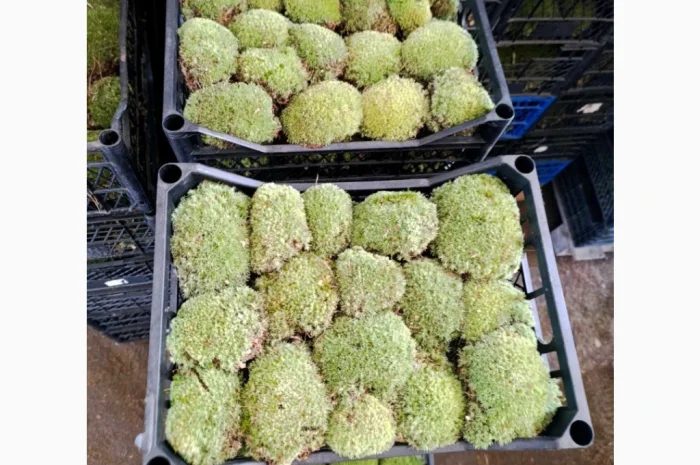 Мох кочка - купина- фото № 2