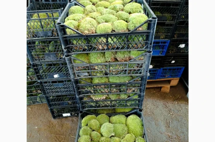 Мох кочка - купина- фото № 3