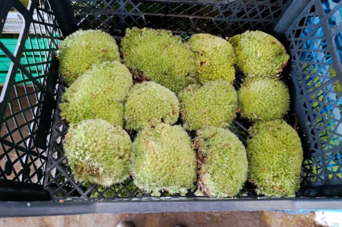 Мох кочка - купина- фото № 4