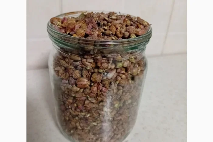 Продам бруньки смородини- фото № 1