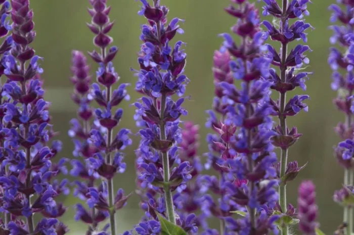 Шалфей лекарственный большой куст 99 грн дешево- фото № 1