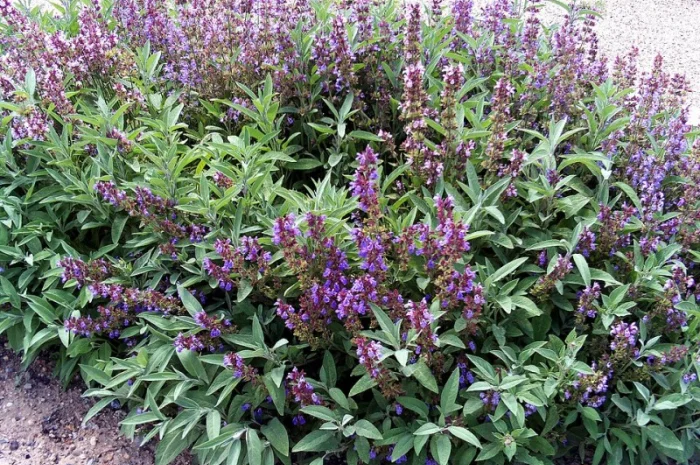 Шалфей лекарственный большой куст 99 грн дешево- фото № 2