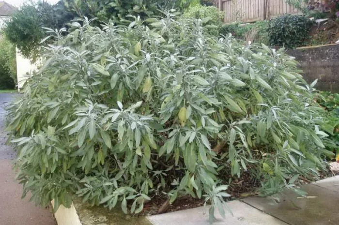 Шалфей лекарственный большой куст 99 грн дешево- фото № 3