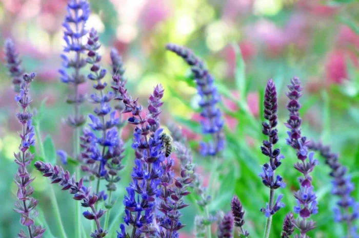 Шалфей лекарственный большой куст 99 грн дешево- фото № 5