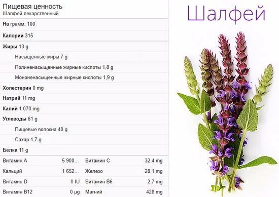 Шалфей лекарственный большой куст 99 грн дешево- фото № 6