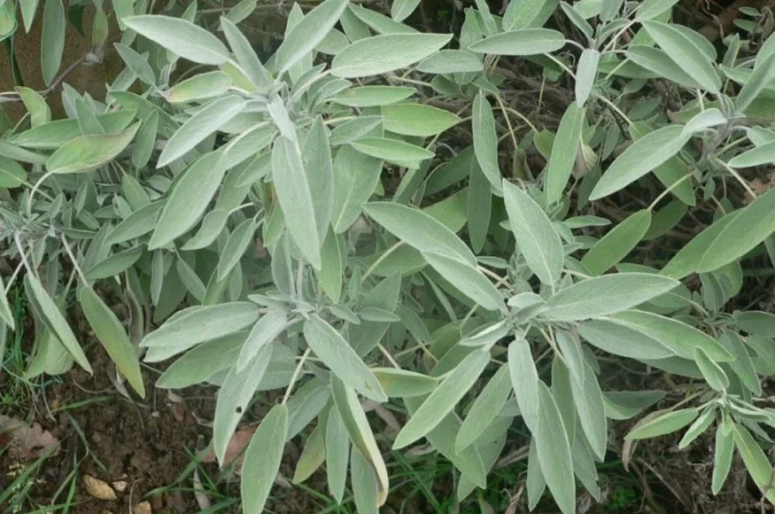 Шалфей лекарственный большой куст 99 грн дешево- фото № 7