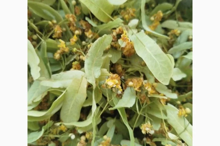 Куплю свіжий та сухий цвіт липи- фото № 1