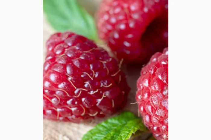 Кинетин 98% - регулятор роста растений- фото № 4