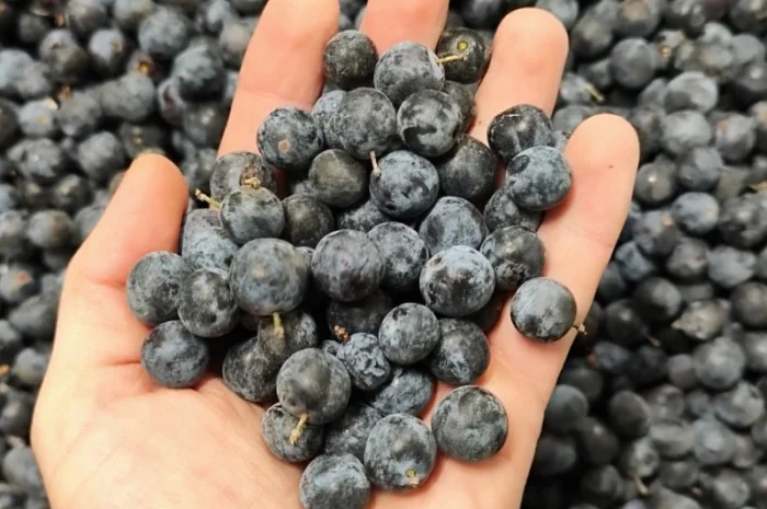 Терн плоди заморожений- фото № 1