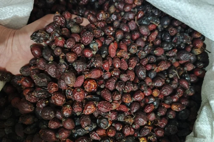 Продамо оптові партії шипшини Органік- фото № 2