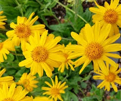 Арніка гірська сушена( є об'єм ) в наявності- фото № 1