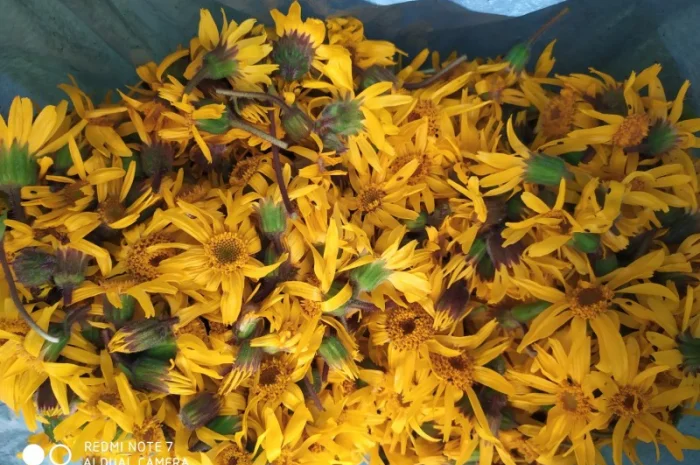 Арніка гірська сушена( є об'єм ) в наявності- фото № 2