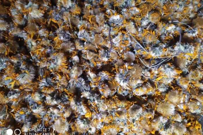 Арніка гірська сушена( є об'єм ) в наявності- фото № 3