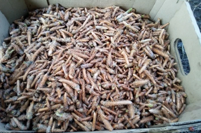 Сосновые почки- фото № 1