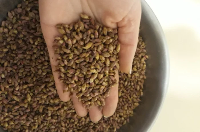 Продам бруньку чорної смородини- фото № 1