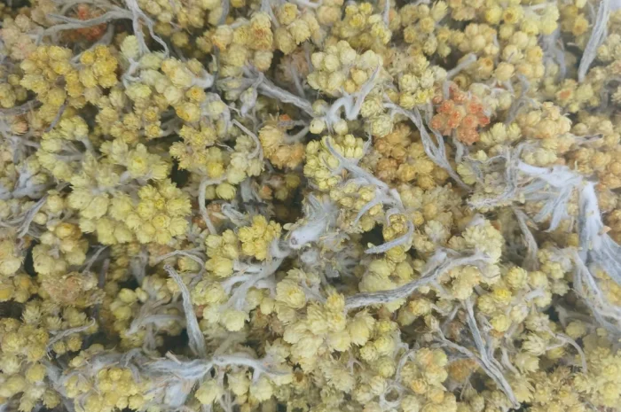 Безсмертник- фото № 1