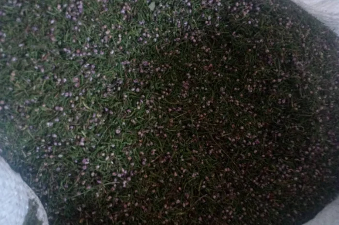 Куплю верес- фото № 1