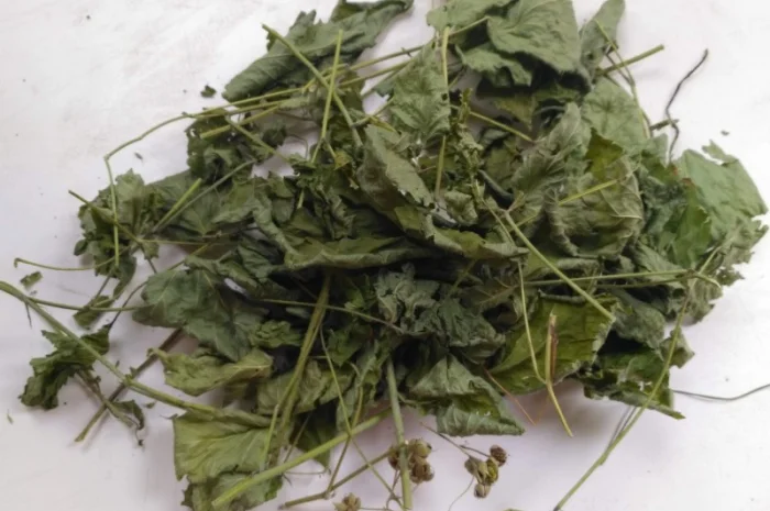 Закупаемо сушені лікарські трави дрібним оптом- фото № 3