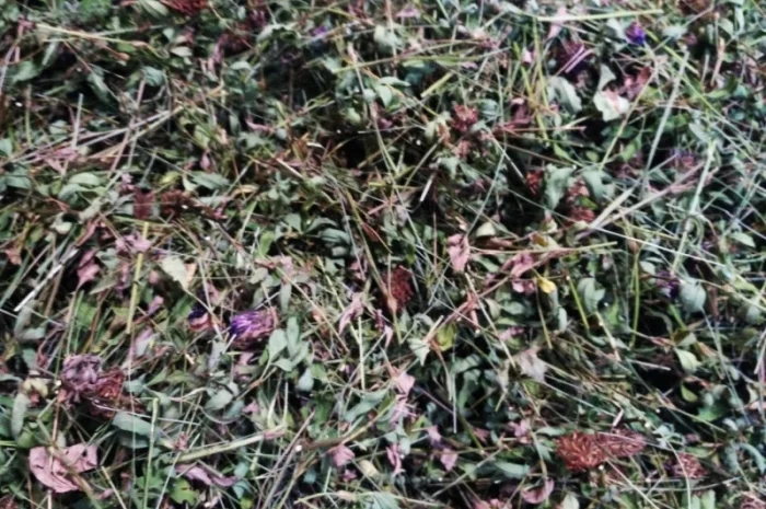 Закупаемо сушені лікарські трави дрібним оптом- фото № 2