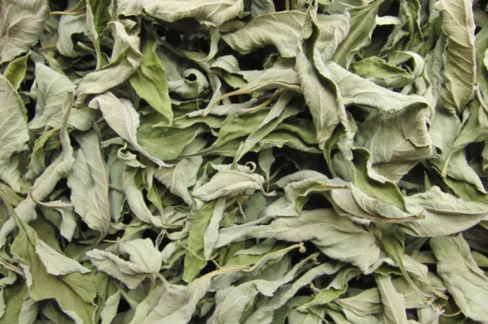 Топінамбур листя сушене- фото № 1