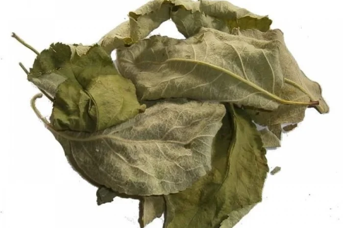 Куплю яблуня листя сушене- фото № 1