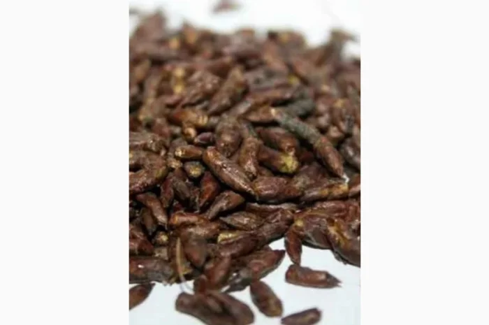 КУПЛЮ березовую почку- фото № 1