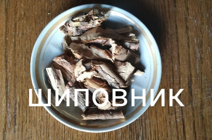 Шипшина корінь- фото № 1