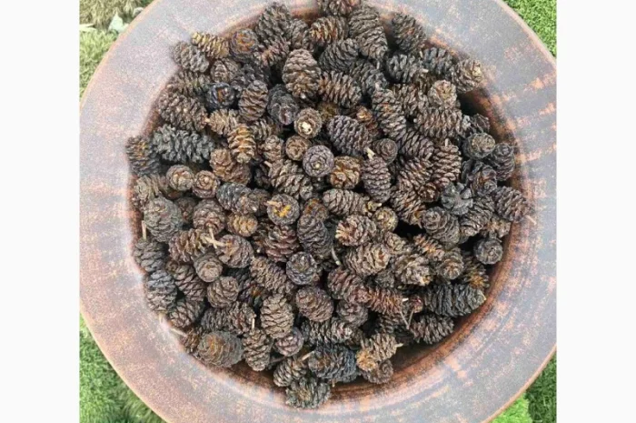 Шишки вільхи- фото № 1