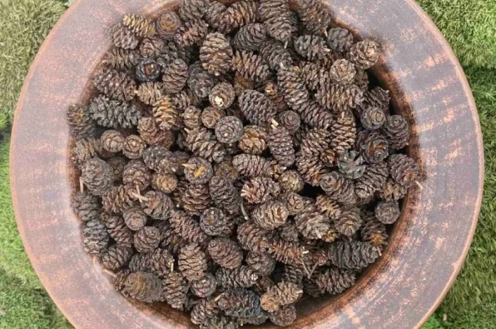 Шишки вільхи- фото № 2