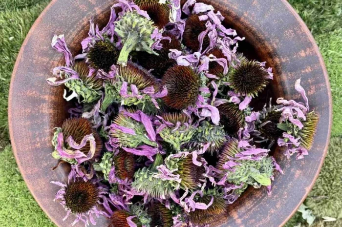 Ехінацея- фото № 1