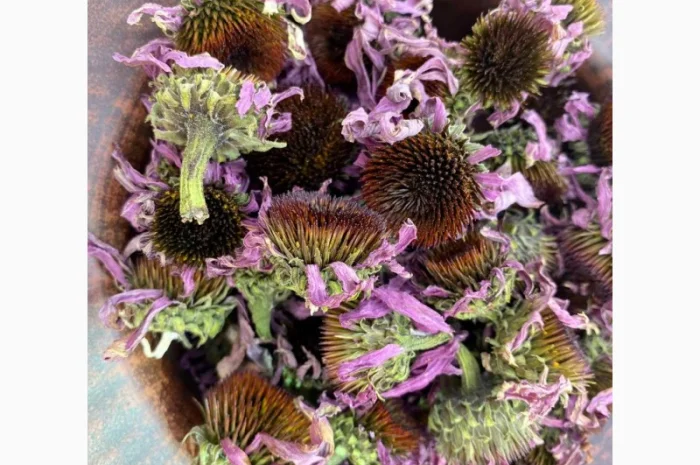 Ехінацея- фото № 2